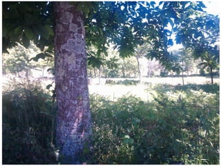 Aldeia de Agra - Verão 2012