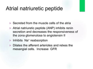 Atrial natriuretic peptide
 Secreted from the muscle cells of the atria
 Atrial natriuretic peptide (ANP) inhibits renin
secretion and decreases the responsiveness of
the zona glomerulosa to angiotensin II
 Inhibits Na+ reabsorption
 Dilates the afferent arterioles and relxes the
mesangial cells. Increase GFR
 