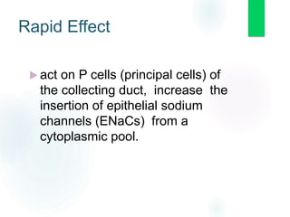 Rapid Effect
 act on P cells (principal cells) of
the collecting duct, increase the
insertion of epithelial sodium
channels (ENaCs) from a
cytoplasmic pool.
 