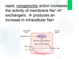 rapid, nongenomic action increases
the activity of membrane Na+–K+
exchangers.  produces an
increase in intracellular Na+
 