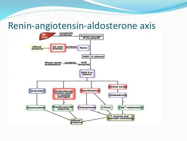 Aldosterone Aldosterone