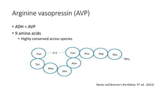 PHYSIOLOGY OF CONNECTING TUBULE AND COLLECTING DUCT | PPTX