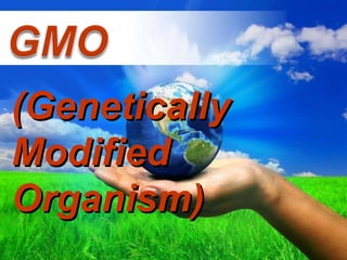 Free Powerpoint Templates (Genetically Modified Organism) 