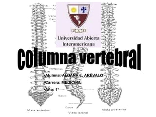 columna vertebral ,[object Object],[object Object],[object Object]