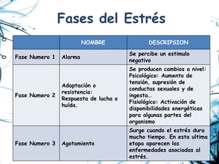 Fases del Estrés
                         NOMBRE               DESCRIPSION

                                       Se percibe un estimulo
Fase Numero 1   Alarma
                                       negativo
                                       Se producen cambios a nivel:
                                       Psicológico: Aumento de
                                       tensión, supresión de
                Adaptación o
                                       conductas sexuales y de
                resistencia:
Fase Numero 2                          ingesta…
                Respuesta de lucha o
                                       Fisiológico: Activación de
                huída.
                                       disponibilidades energéticas
                                       para algunas partes del
                                       organismo
                                       Surge cuando el estrés dura
                                       mucho tiempo. En esta ultima
Fase Numero 3   Agotamiento            etapa aparecen las
                                       enfermedades asociadas al
                                       estrés.
 