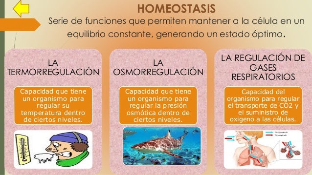 BEMZA ALTEPEXI 2° "F" BIOLOGÍA (características de los