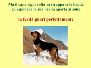 Ma il cane ogni volta si strappava le bende
ed esponeva la sua ferita aperta al sole:
la ferità guarì perfettamente
 