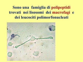 Sono una famiglia di polipeptidi
trovati nei lisosomi dei macrofagi e
dei leucociti polimorfonucleati
 
