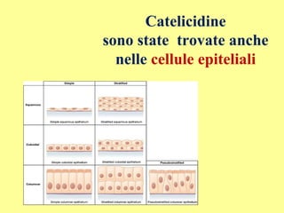 Catelicidine
sono state trovate anche
nelle cellule epiteliali
 