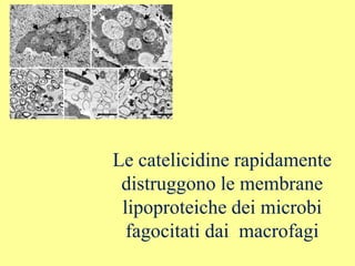 Le catelicidine rapidamente
distruggono le membrane
lipoproteiche dei microbi
fagocitati dai macrofagi
 