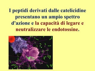 I peptidi derivati dalle catelicidine
presentano un ampio spettro
d'azione e la capacità di legare e
neutralizzare le endotossine.
 