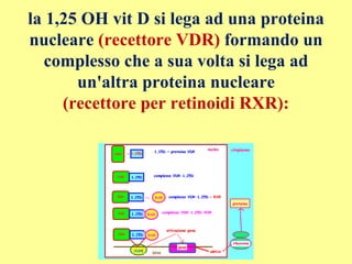 la 1,25 OH vit D si lega ad una proteina
nucleare (recettore VDR) formando un
complesso che a sua volta si lega ad
un'altra proteina nucleare
(recettore per retinoidi RXR):
 