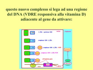 questo nuovo complesso si lega ad una regione
del DNA (VDRE responsiva alla vitamina D)
adiacente al gene da attivare:
 