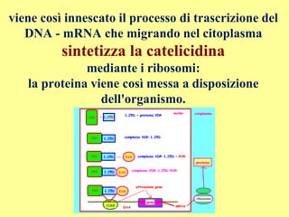 viene così innescato il processo di trascrizione del
DNA - mRNA che migrando nel citoplasma
sintetizza la catelicidina
mediante i ribosomi:
la proteina viene così messa a disposizione
dell'organismo.
 
