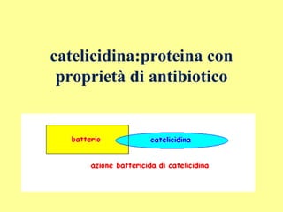 catelicidina:proteina con
proprietà di antibiotico
 