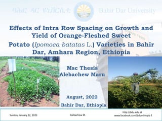 Effects of Intra Row Spacing on Growth and
Yield of Orange-Fleshed Sweet
Potato (Ipomoea batatas L.) Varieties in Bahir
Dar, Amhara Region, Ethiopia
Sunday, January 22, 2023 1
http://bdu.edu.et
www.facebook.com/bduethiopia
Alebachew M.
Bahir Dar, Ethiopia
Msc Thesis
Alebachew Maru
August, 2022
 