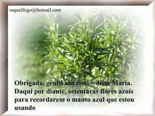 Obrigada, gentil alecrim! - disse Maria. Daqui por diante, ostentarás flores azuis para recordarem o manto azul que estou usando.  Obrigada, gentil alecrim! – disse Maria. Daqui por diante, ostentarás flores azuis para recordarem o manto azul que estou usando [email_address] 