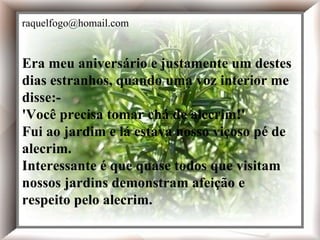 Era meu aniversário e justamente um destes dias estranhos, quando uma voz interior me disse:- 'Você precisa tomar chá de alecrim!' Fui ao jardim e lá estava nosso viçoso pé de alecrim. Interessante é que quase todos que visitam nossos jardins demonstram afeição e respeito pelo alecrim. Era meu aniversário e justamente um destes dias estranhos, quando uma voz interior me disse:- 'Você precisa tomar chá de alecrim!' Fui ao jardim e lá estava nosso viçoso pé de alecrim. Interessante é que quase todos que visitam nossos jardins demonstram afeição e respeito pelo alecrim. [email_address] 