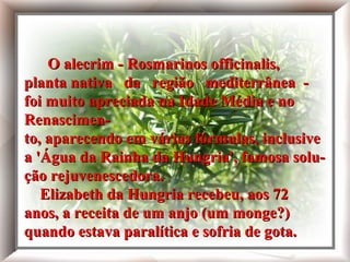 O alecrim - Rosmarinos officinalis, planta nativa
da região mediterrânea - foi muito apreciado
na Idade Média e no Renascimento, aparecendo
em várias fórmulas, inclusive a 'Água da Rainha da Hungria',
famosa solução rejuvenescedora.
Elizabeth da Hungria recebeu, aos 72 anos, a receita
de um anjo (um monge?) quando estava
paralítica e sofria de gota.
O alecrim - Rosmarinos officinalis,O alecrim - Rosmarinos officinalis,
planta nativa da região mediterrânea -planta nativa da região mediterrânea -
foi muito apreciada na Idade Média e nofoi muito apreciada na Idade Média e no
Renascimen-Renascimen-
to, aparecendo em várias fórmulas, inclusiveto, aparecendo em várias fórmulas, inclusive
a 'Água da Rainha da Hungria', famosa solu-a 'Água da Rainha da Hungria', famosa solu-
ção rejuvenescedora.ção rejuvenescedora.
Elizabeth da Hungria recebeu, aos 72Elizabeth da Hungria recebeu, aos 72
anos, a receita de um anjo (um monge?)anos, a receita de um anjo (um monge?)
quando estava paralítica e sofria de gota.quando estava paralítica e sofria de gota.
 