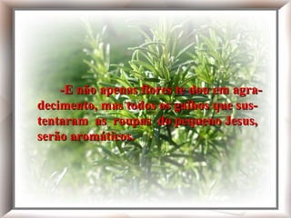 E não apenas flores te dou em agradecimento,
mas todos os galhos que sustentaram as roupas
do pequeno Jesus, serão aromáticos.
-E não apenas flores te dou em agra--E não apenas flores te dou em agra-
decimento, mas todos os galhos que sus-decimento, mas todos os galhos que sus-
tentaram as roupas do pequeno Jesus,tentaram as roupas do pequeno Jesus,
serão aromáticos.serão aromáticos.
 