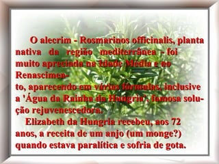 O alecrim - Rosmarinos officinalis, planta nativa da região mediterrânea - foi muito apreciado na Idade Média e no Renascimento, aparecendo em várias fórmulas, inclusive a 'Água da Rainha da Hungria', famosa solução rejuvenescedora. Elizabeth da Hungria recebeu, aos 72 anos, a receita de um anjo (um monge?) quando estava paralítica e sofria de gota. O alecrim - Rosmarinos officinalis, planta nativa  da  região  mediterrânea  - foi muito apreciada na Idade Média e no  Renascimen- to, aparecendo em várias fórmulas, inclusive a 'Água da Rainha da Hungria', famosa solu- ção rejuvenescedora.   Elizabeth da Hungria recebeu, aos 72 anos, a receita de um anjo (um monge?) quando estava paralítica e sofria de gota. 