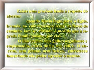 Existe uma graciosa lenda a respeito do alecrim: Quando Maria fugiu para o Egito, levando no colo o menino Jesus, as flores do caminho iam se abrindo à medida que a sagrada família passava por elas. O lilás ergueu seus galhos orgulhosos e emplumados, o lírio abriu seu cálice. O alecrim, sem pétalas nem beleza, entristeceu lamentando não poder agradar o menino. Existe uma graciosa lenda a respeito do alecrim:   quando Maria fugiu para  o Egito, levando  no  colo o menino Jesus,  as flores do caminho  iam  se  abrindo  à medida que a sa- grada família passava por elas.   O lilás ergueu seus galhos orgulhosos e emplumados, o lírio  abriu  seu  cálice.  O ale-  crim,  sem  pétalas  nem  beleza,  entristeceu lamentando não poder agradar o menino . 