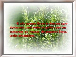 E não apenas flores te dou em agradecimento, mas todos os galhos que sustentaram as roupas do pequeno Jesus, serão aromáticos. -E não apenas flores te dou em agra-  decimento, mas todos os galhos que sus- tentaram  as  roupas  do pequeno Jesus, serão aromáticos. 