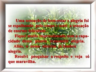 Uma sensação de bem-estar e alegria foi
se espalhando pelo corpo e senti a sensação
  Uma sensação de bem-estar e alegria foi se espalhando

de enorme felicidade .
  pelo corpo e senti enorme felicidade no coração.

  Fiquei muito impressionada com a capacidade

    Fiquei muito impressionada com a capa-
  dessa planta transmitir alegria.

  Aliás, o nome alecrim já lembra alegria.
cidade dessa planta transmitir alegria.
   Aliás, o nome alecrim já lembra
  Resolvi pesquisar a respeito e - veja só que maravilha



alegria.
    Resolvi pesquisar a respeito e veja só
que maravilha.
 