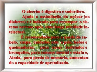 O alecrim é digestivo e sudorífero.
Ajuda a assimilação do açúcar (no
O alecrim é digestivo e sudorífero.
diabetes)
Ajuda a assimilação do açúcar (no
e é indicado para recompor o sistema
diabetes) enervoso
é indicado para recompor o sisapós uma longa atividade intelectual.

tema nervoso após uma longa atividade intelectual. É recomendado para a queda de cabelo,
caspa,
É recomendado para a queda de cacuidados com a pele, lesões e
belo, caspa, cuidados com a pele, lesões e
queimaduras;
queimaduras;curar resfriados e bronquites, para
para curar resfriados e
para
cansaço cansaço mental e estafa e,
bronquites, paramental
e estafa; ainda para perda de memória,
Ainda, para perda de memória, aumentanaumentando
do a capacidade de aprendizado.
a capacidade de aprendizado.

 