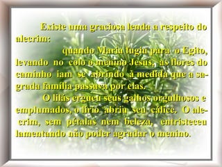 Existe uma graciosa lenda a respeito do alecrim:

Existe uma graciosa lenda a respeito do
alecrim: Maria fugiu para o Egito, levando no colo
Quando
quando Maria fugiu para o Egito,
o menino Jesus, as flores do caminho iam se abrindo
à medida que a sagrada família Jesus, elas.
levando no colo o meninopassava poras flores do
caminho iam se abrindo à medida que a sagradalilás ergueu passava por elas.e emplumados,
O família seus galhos orgulhosos
o lírio abriu seu cálice. seus galhos orgulhosos e
O lilás ergueu
emplumados, opétalas nem beleza, entristeceu O alelírio abriu seu cálice.
O alecrim, sem
crim, sem pétalas agradar o menino. entristeceu
lamentando não poder nem beleza,
lamentando não poder agradar o menino .

 