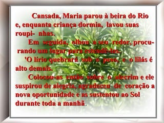 Cansada, Maria parou à beira do Rio
e, enquanta criança dormia, lavou suas
roupi- nhas.
Em seguida, olhou a seu redor, procuEm seguida, olhou seu redor, procurando
rando um lugar apara estendê-las.um lugar
para estendê-las.
'O lírio quebrará sob o peso, e o lilás é
'O lírio quebrará
alto demais. sob o peso, e o lilás é alto demais.
Colocou-as então sobre o alecrim e ele
suspirou de alegria, agradeceu de coração a
nova oportunidade e as sustentou ao Sol
durante toda a manhã.
Cansada, Maria parou à beira do Rio e, enquanto
a criança dormia, lavou suas roupinhas.
Em seguida, olhou a seu redor, procurando um lugar
para estendê-las.
'O lírio quebrará sob o peso, e o lilás é alto demais.
Colocou-as então sobre o alecrim e ele suspirou
de alegria, agradeceu de coração a nova oportunidade
e as sustentou ao Sol durante toda a manhã.

 