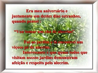 Era meu aniversário e justamente um destes dias estranhos, quando uma voz interior me disse:- 'Você precisa tomar chá de alecrim!' Fui ao jardim e lá estava nosso viçoso pé de alecrim. Interessante é que quase todos que visitam nossos jardins demonstram afeição e respeito pelo alecrim. Era meu aniversário e justamente um destes dias estranhos, quando pensei : “ Vou tomar um chá de alecrim!’ Fui ao jardim e lá encontrei um viçoso pé de alecrim.   Interessante é que quase todos que visitam nossos jardins demonstram afeição e respeito pelo alecrim. 