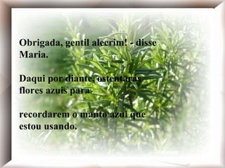 Obrigada, gentil alecrim! - disse Maria. Daqui por diante, ostentarás flores azuis para recordarem o manto azul que estou usando. Obrigada, gentil alecrim! - disse Maria. Daqui por diante, ostentarás flores azuis para recordarem o manto azul que estou usando. Obrigada, gentil alecrim! - disse Maria. Daqui por diante, ostentarás flores azuis para recordarem o manto azul que estou usando. 