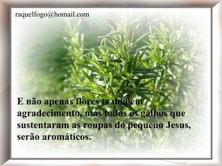 E não apenas flores te dou em agradecimento, mas todos os galhos que sustentaram as roupas do pequeno Jesus, serão aromáticos. E não apenas flores te dou em agradecimento, mas todos os galhos que sustentaram as roupas do pequeno Jesus, serão aromáticos. [email_address] 