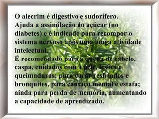 O alecrim é digestivo e sudorífero. Ajuda a assimilação do açúcar (no diabetes) e é indicado para recompor o sistema nervoso após uma longa atividade intelectual. É recomendado para a queda de cabelo, caspa, cuidados com a pele, lesões e queimaduras; para curar resfriados e bronquites, para cansaço mental e estafa; ainda para perda de memória, aumentando a capacidade de aprendizado. O alecrim é digestivo e sudorífero. Ajuda a assimilação do açúcar (no diabetes) e é indicado para recompor o sistema nervoso após uma longa atividade intelectual. É recomendado para a queda de cabelo, caspa, cuidados com a pele, lesões e queimaduras; para curar resfriados e bronquites, para cansaço mental e estafa; ainda para perda de memória, aumentando a capacidade de aprendizado. 