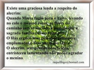 Existe uma graciosa lenda a respeito do alecrim: Quando Maria fugiu para o Egito, levando no colo o menino Jesus, as flores do caminho iam se abrindo à medida que a sagrada família passava por elas. O lilás ergueu seus galhos orgulhosos e emplumados, o lírio abriu seu cálice. O alecrim, sem pétalas nem beleza, entristeceu lamentando não poder agradar o menino. Existe uma graciosa lenda a respeito do alecrim: Quando Maria fugiu para o Egito, levando no colo o menino Jesus, as flores do caminho iam se abrindo à medida que a sagrada família passava por elas. O lilás ergueu seus galhos orgulhosos e emplumados,o lírio abriu seu cálice. O alecrim, sem pétalas nem beleza, entristeceu lamentando não poder agradar o menino .   [email_address] 