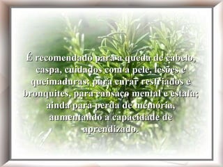 O alecrim é digestivo e sudorífero. Ajuda a assimilação do açúcar (no diabetes) e é indicado para recompor o sistema nervoso após uma longa atividade intelectual. É recomendado para a queda de cabelo, caspa, cuidados com a pele, lesões e queimaduras; para curar resfriados e bronquites, para cansaço mental e estafa; ainda para perda de memória, aumentando a capacidade de aprendizado. É recomendado para a queda de cabelo, caspa, cuidados com a pele, lesões e queimaduras; para curar resfriados e bronquites, para cansaço mental e estafa; ainda para perda de memória, aumentando a capacidade de aprendizado. 