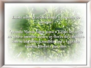 Existe uma graciosa lenda a respeito do alecrim: Quando Maria fugiu para o Egito, levando no colo o menino Jesus, as flores do caminho iam se abrindo à medida que a sagrada família passava por elas. O lilás ergueu seus galhos orgulhosos e emplumados, o lírio abriu seu cálice. O alecrim, sem pétalas nem beleza, entristeceu lamentando não poder agradar o menino. Existe uma graciosa lenda a respeito do alecrim: Quando Maria fugiu para o Egito, levando no colo o menino Jesus, as flores do caminho iam se abrindo à medida que a sagrada família passava por elas. 