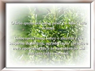 Em seguida, olhou a seu redor, procurando um lugar para estendê-las. 'O lírio quebrará sob o peso, e o lilás é alto demais. Cansada, Maria parou à beira do Rio e, enquanto a criança dormia, lavou suas roupinhas. Em seguida, olhou a seu redor, procurando um lugar para estendê-las. 'O lírio quebrará sob o peso, e o lilás é alto demais. Colocou-as então sobre o alecrim e ele suspirou de alegria, agradeceu de coração a nova oportunidade e as sustentou ao Sol durante toda a manhã. O lírio quebrará sob o peso, e o lilás é alto demais. Colocou-as então sobre o alecrim e ele suspirou de alegria, agradeceu de coração a nova oportunidade e as sustentou ao Sol durante toda a manhã. 