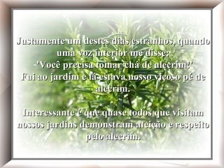 Era meu aniversário e justamente um destes dias estranhos, quando uma voz interior me disse:- 'Você precisa tomar chá de alecrim!' Fui ao jardim e lá estava nosso viçoso pé de alecrim. Interessante é que quase todos que visitam nossos jardins demonstram afeição e respeito pelo alecrim. Justamente um destes dias estranhos, quando uma voz interior me disse: 'Você precisa tomar chá de alecrim!' Fui ao jardim e lá estava nosso viçoso pé de alecrim. Interessante é que quase todos que visitam nossos jardins demonstram afeição e respeito pelo alecrim. 