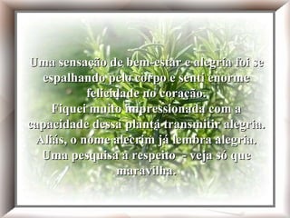 Uma sensação de bem-estar e alegria foi se espalhando pelo corpo e senti enorme felicidade no coração. Fiquei muito impressionada com a capacidade dessa planta transmitir alegria. Aliás, o nome alecrim já lembra alegria. Resolvi pesquisar a respeito e - veja só que maravilha  Uma sensação de bem-estar e alegria foi se espalhando pelo corpo e senti enorme felicidade no coração. Fiquei muito impressionada com a capacidade dessa planta transmitir alegria. Aliás, o nome alecrim já lembra alegria. Uma pesquisa a respeito  - veja só que maravilha. 