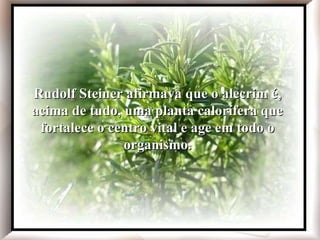 Com o uso do preparado, recobrou a saúde, a beleza e a alegria. O rei da Polônia chegou a pedi-la em casamento! Madame de Sévigné recomendava água de alecrim contra a tristeza, para recuperar a alegria. Rudolf Steiner afirmava que o alecrim é, acima de tudo, uma planta calorífera que fortalece o centro vital e age em todo o organismo. Rudolf Steiner afirmava que o alecrim é, acima de tudo, uma planta calorífera que fortalece o centro vital e age em todo o organismo. 