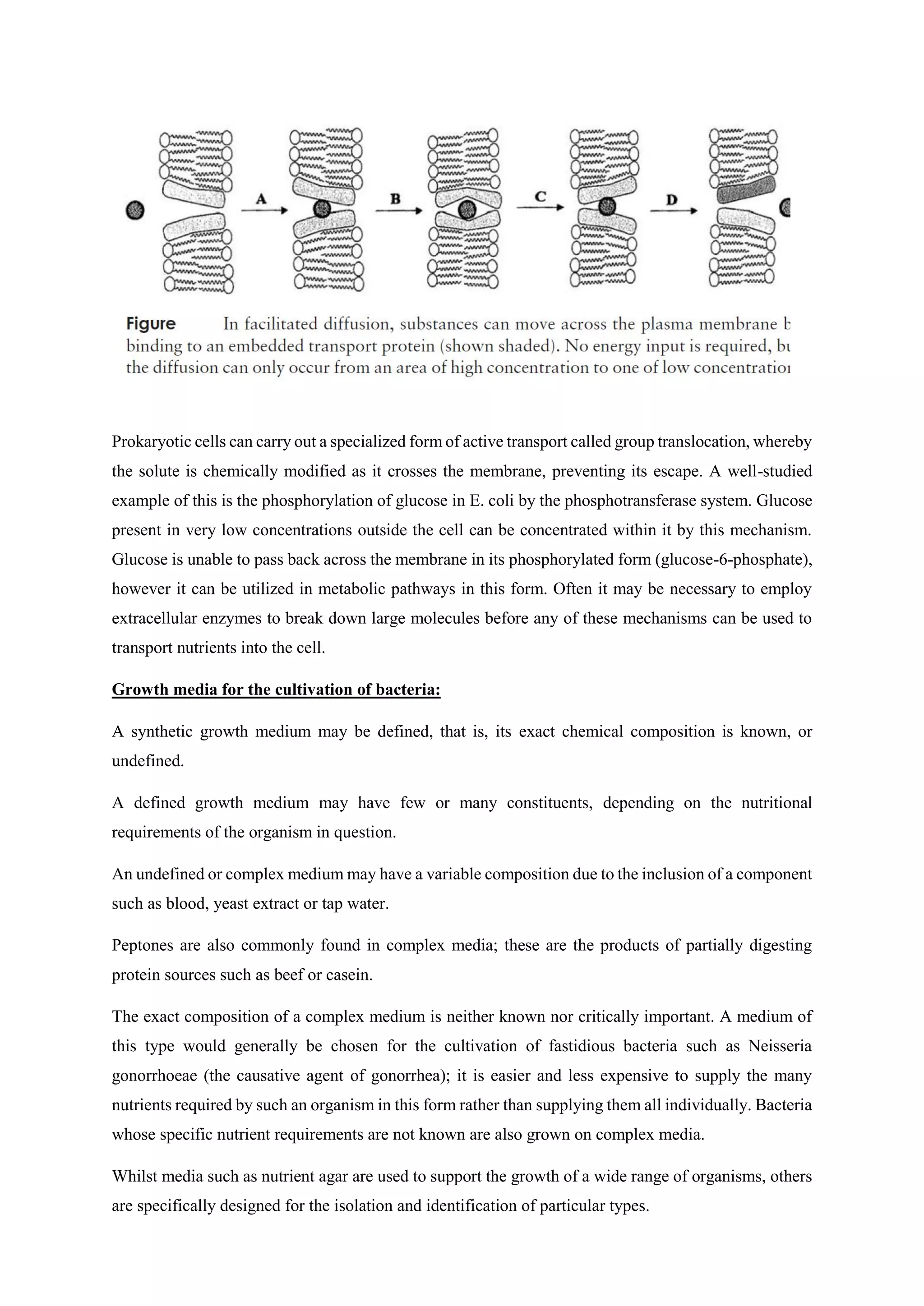 Prokaryotic cells can carry out a specialized form of active transport called group translocation, whereby
the solute is chemically modified as it crosses the membrane, preventing its escape. A well-studied
example of this is the phosphorylation of glucose in E. coli by the phosphotransferase system. Glucose
present in very low concentrations outside the cell can be concentrated within it by this mechanism.
Glucose is unable to pass back across the membrane in its phosphorylated form (glucose-6-phosphate),
however it can be utilized in metabolic pathways in this form. Often it may be necessary to employ
extracellular enzymes to break down large molecules before any of these mechanisms can be used to
transport nutrients into the cell.
Growth media for the cultivation of bacteria:
A synthetic growth medium may be defined, that is, its exact chemical composition is known, or
undefined.
A defined growth medium may have few or many constituents, depending on the nutritional
requirements of the organism in question.
An undefined or complex medium may have a variable composition due to the inclusion of a component
such as blood, yeast extract or tap water.
Peptones are also commonly found in complex media; these are the products of partially digesting
protein sources such as beef or casein.
The exact composition of a complex medium is neither known nor critically important. A medium of
this type would generally be chosen for the cultivation of fastidious bacteria such as Neisseria
gonorrhoeae (the causative agent of gonorrhea); it is easier and less expensive to supply the many
nutrients required by such an organism in this form rather than supplying them all individually. Bacteria
whose specific nutrient requirements are not known are also grown on complex media.
Whilst media such as nutrient agar are used to support the growth of a wide range of organisms, others
are specifically designed for the isolation and identification of particular types.
 