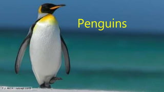 Penguins
 