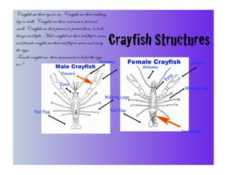 Crayfish use their eyes to see. Crayfish use their walking
legs to walk. Crayfish use their antenna to feel and
smell. Crayfish use their pincers to protect them, to hold
things and fight. Male crayfish use their tail flap to swim
and female crayfish use their tail flap to swim and carry
the eggs.
                                                           Crayfish Structures
Female crayfish use their swimmerets to holed the eggs
                                                        Antenna                                 Pincers
too !                                                                  Antenna
                             Pincers                                                    s
                                                                                    e
                                                                                 Ey
                            Eyes
                                                                                             Walking Legs

                                                        Walking Legs


           Tail Flap                                       Tail Flap




                                                                                            Swimmeret
 