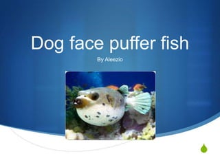 S
Dog face puffer fish
By Aleezio
 