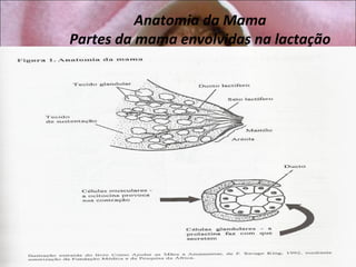 Anatomia da Mama
Partes da mama envolvidas na lactação
 