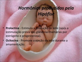 Hormônios produzidos pela
                    Hipófise

• Prolactina - Estimula a produção de leite (após a
  estimulação prévia das glândulas mamárias por
  estrógeno e progesterona).
• Ocitocina - Promove a ejeção do leite durante a
  amamentação.
 