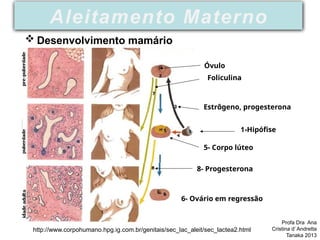 http://www.corpohumano.hpg.ig.com.br/genitais/sec_lac_aleit/sec_lactea2.html
1-Hipófise
Óvulo
8- Progesterona
6- Ovário em regressão
5- Corpo lúteo
Estrôgeno, progesterona
Foliculina
Aleitamento Materno
 Desenvolvimento mamário
Profa Dra Ana
Cristina d’ Andretta
Tanaka 2013
 