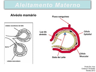 Profa Dra Ana
Cristina d’ Andretta
Tanaka 2013
Aleitamento Materno
Fluxo sanguíneo
Luz do
alvéolo
Gota de Leite
Alvéolo mamário
 